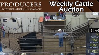 11/3/2022 - Producers Livestock Company Cattle Auction