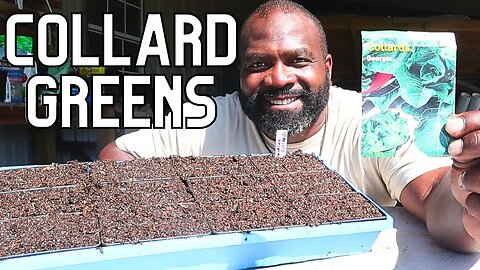 2023 Planting Seeds For Beginners | Collards Greens