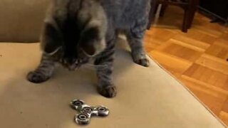 Cats' reaction to fidget spinner is adorable