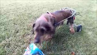 Dog in wheelchair shows no signs of slowing down