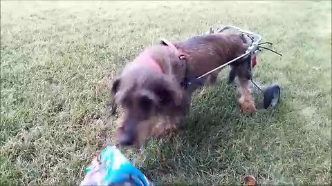 Dog in wheelchair shows no signs of slowing down