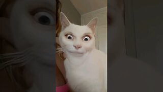 Funny kitty #funnycat #catvideos #kitty #pets