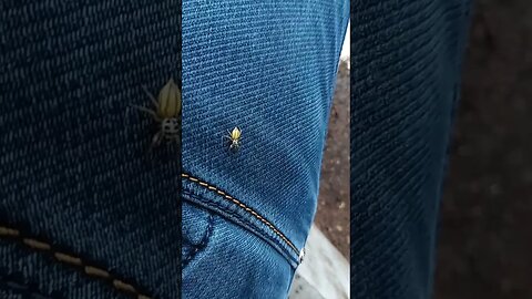 Small Yellow Spider on the move.