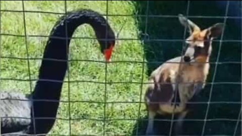 Cisne revolta-se e ataca wallaby em parque