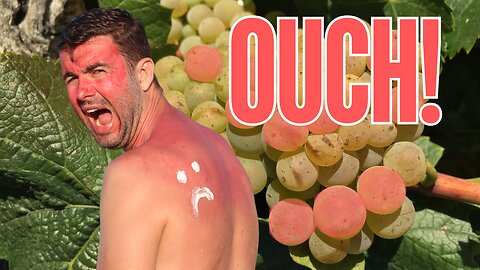 Can Wine Grapes Get SUNBURNED?