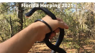 Herping florida for snakes!!