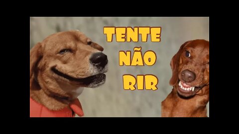 TENTE NÃO RIR - QUASE M4TOU O CACHORRO DO CORAÇÃO 😂 (memes de qualidade)