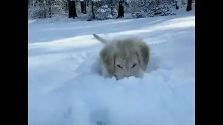 Cute Puppy Having Fun