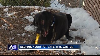 Keeping your pet safe this winter