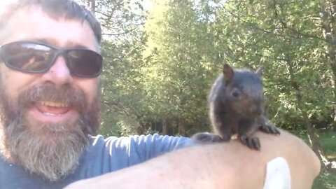 Mr. and Mrs. Bacon Ranch adopt a hungry orphanded squirell. Its nuts!