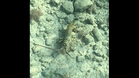 Spiny Lobster MSC Marine Reserve Bahamas 6-402024