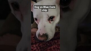 dog vs blue corn chip #doggo #asmr #dogasmr