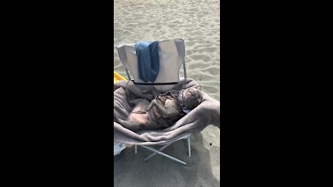 You'll never be as relaxed as this dog is lounging at the beach