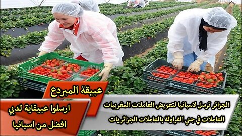 الجزائر ترسل لاسبانيا لتعويض العاملات المغربيات العاملات في جني الفراولة بالعاملات الجزائريات