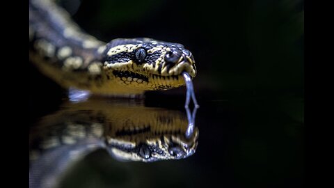 A "Slytherin" 16-foot python found in the Aussies Land