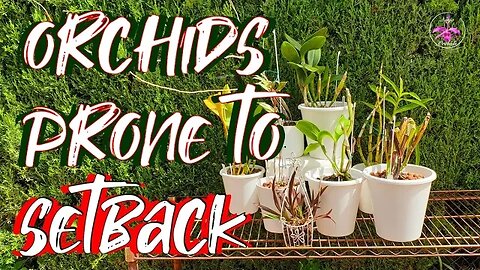 Are ALL Orchids Prone to Set Back? Be Set Back at some point in time? #ninjaorchids #ninjaclips