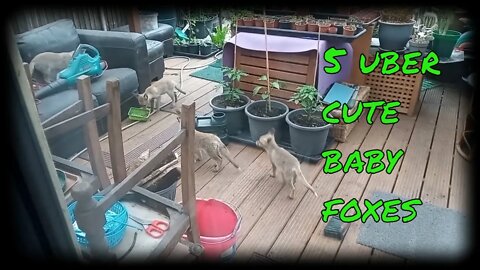 🦊5 uber cute London urban #fox cubs playing in the sun on a garden deck. Ajax revisited.