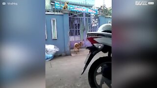 Hund klatrer over en port som en profesjonell!