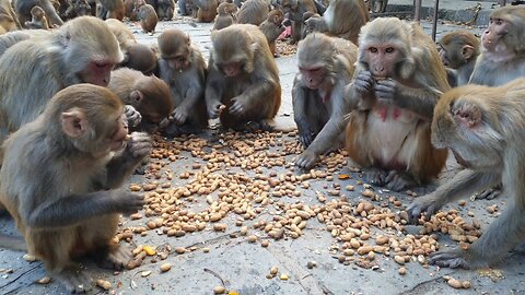 Funny Animal: Monkeys are eating groundnut 😂