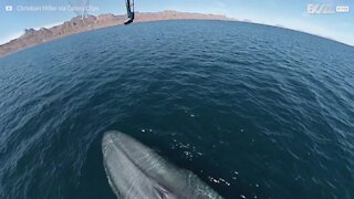 Une baleine bleue asperge un drone !