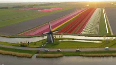 Drone capta belíssimo campo de tulipas na Holanda