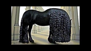 25 Most Beautiful Horses on Planet Earth