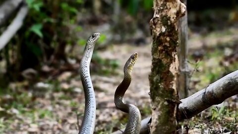 You Ever Seen Snake Couple Dance