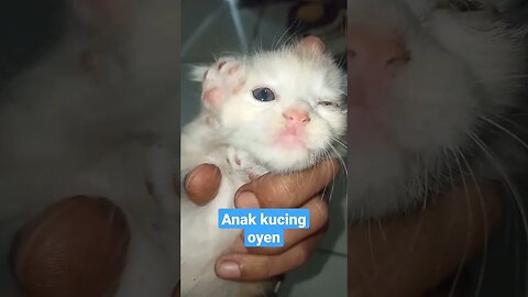 Si oyen #short #kucinglucu #kucingimut #catcutevideo #kucingmeong