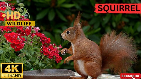 Squirrel Videos That Will Make You LOL ll Epic Fail ll