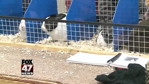 4-H show brings rabbit lovers to MSU Pavilion