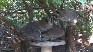 Key Largo - Raccoon Chaos!!!