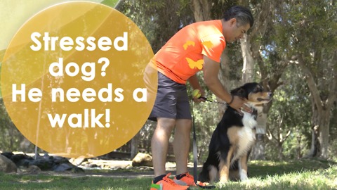 Stressed dog? He needs a walk!