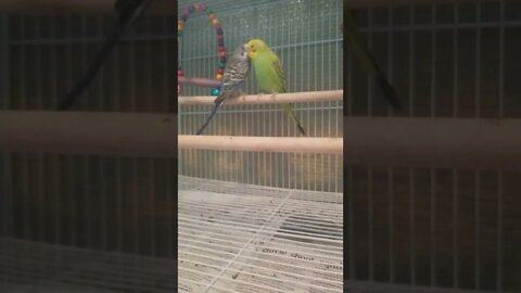 Budgies Kissing Too Cute! 💖 #budgies #shorts #youtubeshorts #parrots #parakeets #animallover