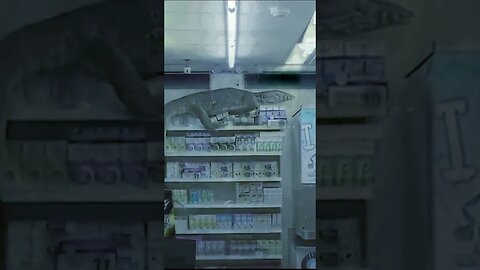 Godzilla' lizard takes over a 7-Eleven | USA TODAY animal world