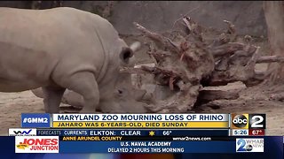 Maryland Zoo's rhino Jaharo dies after battle with illness