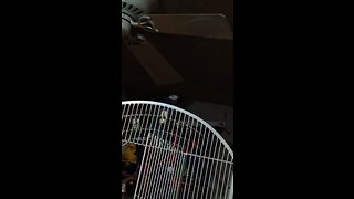 Parrot taunts cat by repeatedly calling its name
