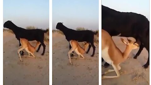 Baby Deer drinking goat milk ! Beautiful video on Internet