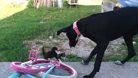 Large Dog Plays With Small Kittens