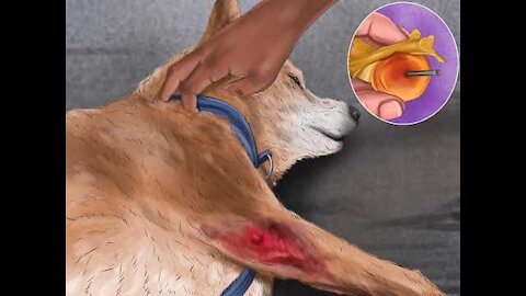 Know if Your Dog Has a Slipped Disc