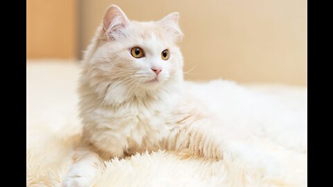 Fun facts & Myths : Turkish Angora Cats