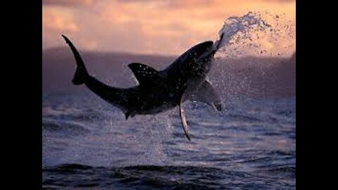 Shark Leaps Out of Water in Northern New Zealand