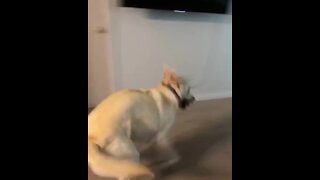 Labrador gets a gnarly case of the zoomies