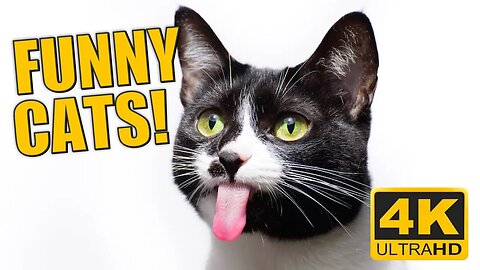 You Won't Believe What These Jerky Cats Do Next - Hilarious Cat Compilation 2023 4K