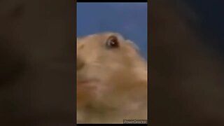 DRAMATIC HAMSTER IN REVERSE JUST AS FUNNY