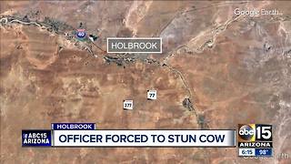 Officer forced to use stun gun on cow in Holbrook