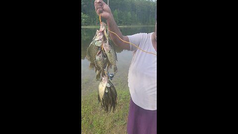 16 Black Crappies