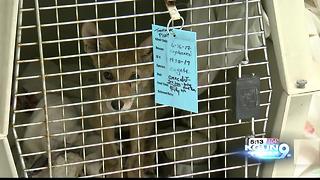 Tucson Wildlife Center inundated with animals due to heat