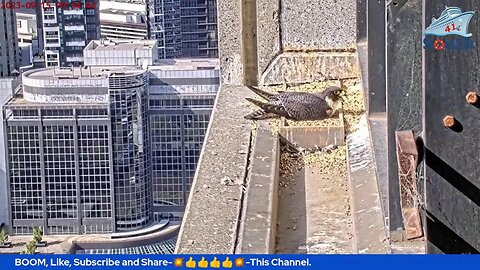 Live Peregrine Falcon Watch. Waiting For The Eggs To Hatch. South Facing. 14/09/2023.