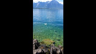 Green lake in Switzerland with white bird