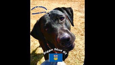 Trigger Short #2 - Black Labrador Retriever having fun in Alberta's Spring weather Send him a like!